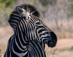 Wildlife Contest Photo 1